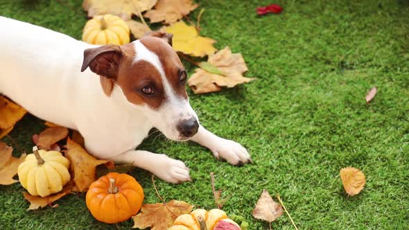 Jack Russell Terrier dog on green grass next to maple leaves