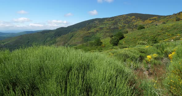 Col de la Croix de Berthel, Pont de Montvert, Mont Lozere, Lozere, France