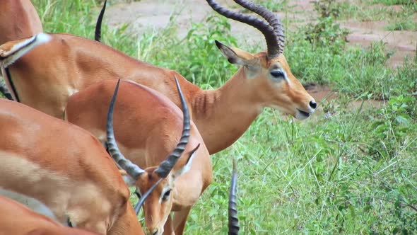 Antelopes Graze in African Meadows