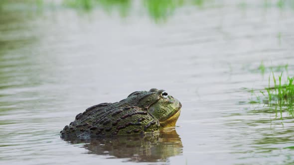 Portrait Of A Male Bullfrog On Shallow Pond Calling Female During Mating Season. Close Up, Side View