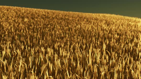 Beautiful Landscape with Field of Ripe Rye and Blue Summer Sky