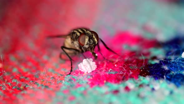 A housefly (Musca domestica) feeding from leftovers on a tablecloth. Close-up with detail of labium