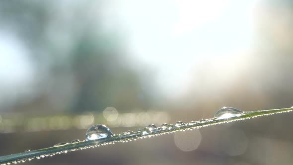 Fantastic Beautiful Raindrops Dew Sparkling in Sun on Leaves of Fresh Green Grass