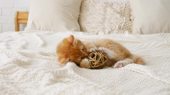 Small Red Kitten Playing with Ball