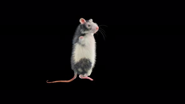 Rat Dancing