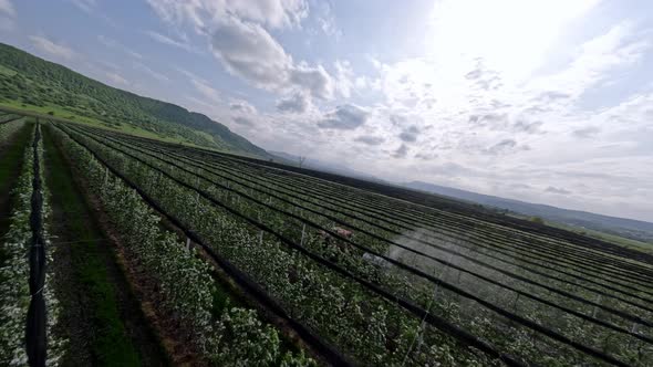 Extreme Shot Apple Tree Plantation Agriculture Cultivation Tractor Spraying Poison