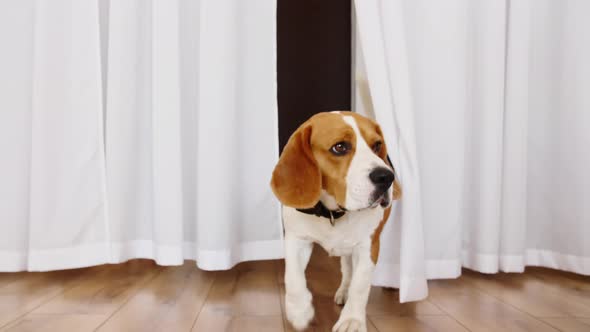 Dog Beagle Play He Game with Owner and are Running Towards the Camera Slow Motion