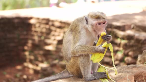 Monkey eating banana in Sri Lanka