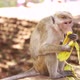 Monkey eating banana in Sri Lanka - VideoHive Item for Sale