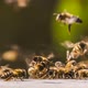 Bees Collect Honey From the Surface - VideoHive Item for Sale