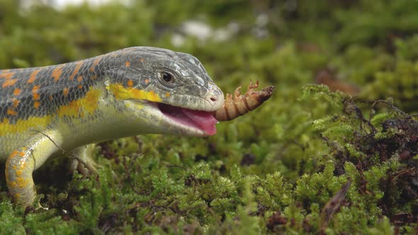 Gecko Stsynk Schneider Eumeces Schneideri Eating Prey Larva on Green Moss in White Background. Close