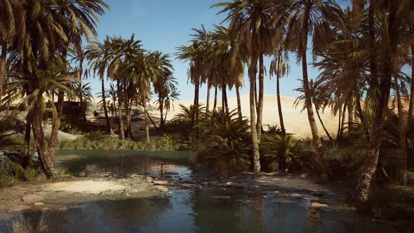 Palm Trees Flourish Around a Pool of Water at a Park in Palm Desert