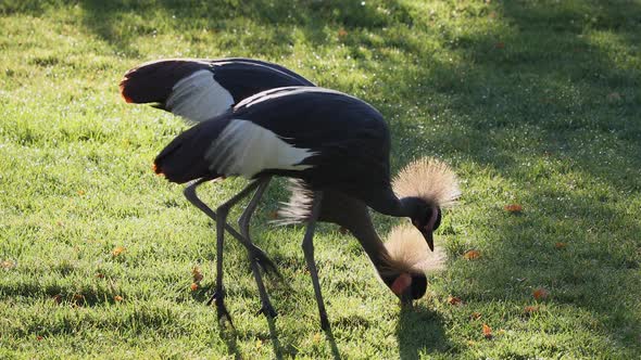 Two Grey Crowned Cranes picking through the grass