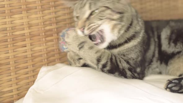 Young tabby cat plays with toy medium shot