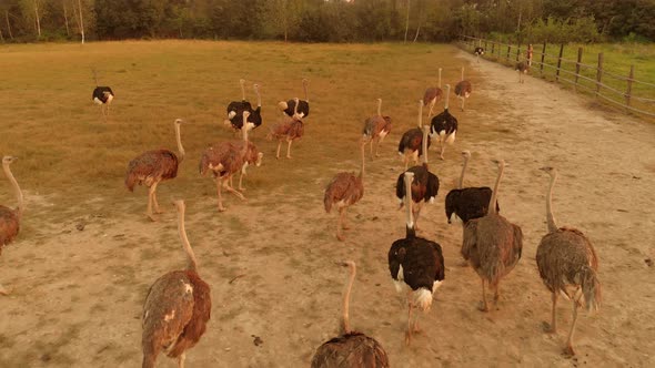 Flock of Big Ostriches Walking on a Farm Field