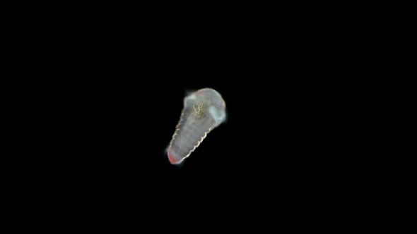 Microscopic Black Sea Plankton and Zooplankton, Early Metatrochophore Larva