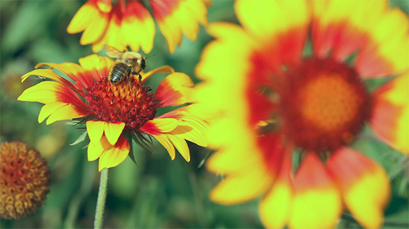 Gaillardia