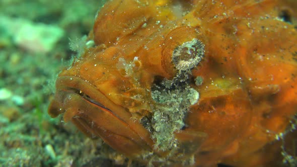 orange humpback scorpionfish close up.