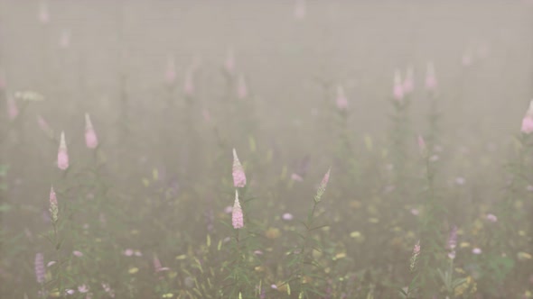 Wild Field Flowers in Deep Fog