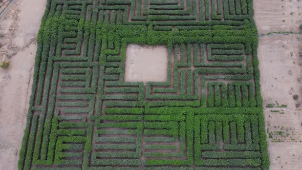 Drone video of a tree maze in Lima, Peru. Flying backwards and tilting the camera up revealing the b