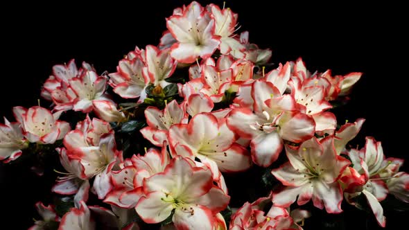 Rhododendron Open Flowers and Wilting in Time Lapse