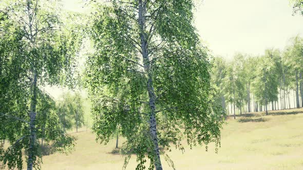 Birch Forest in Sun Rays in the Mornings