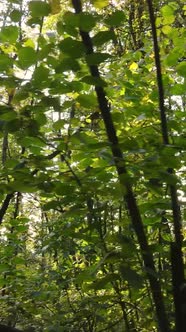 Vertical Video Autumn Forest with Trees By Day Slow Motion