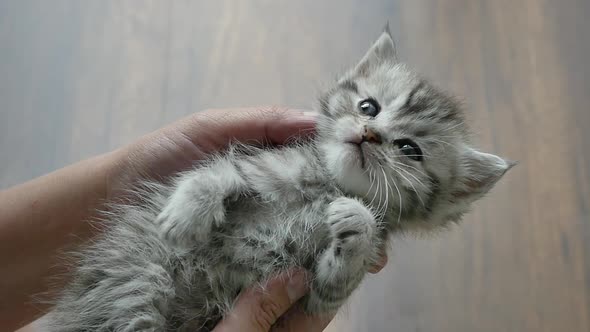 Hand Of Asian Woman Playing With Kitten Lying5