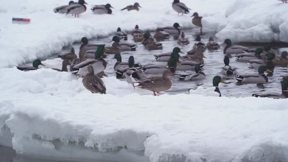 A flock of wild ducks swims in an icy hole in a frozen river.