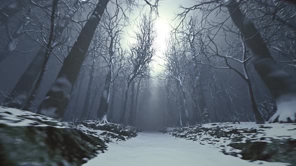 Forest alley in dense fog. Bare trees during winter. Dark moody landscape.