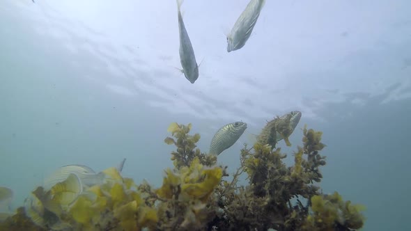 Fish interacting with a seahorse that is balancing on a piece of seaweed at 30fps