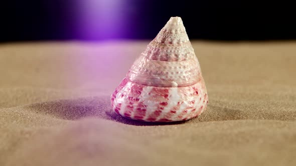 Little Sea Shells with Sand and Back Light, Rotation, on Black