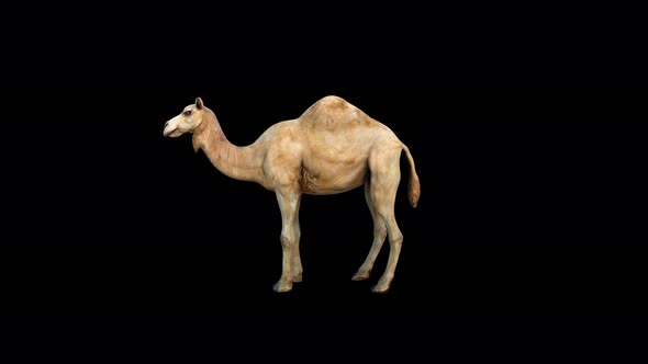 4K Camel Idle alt