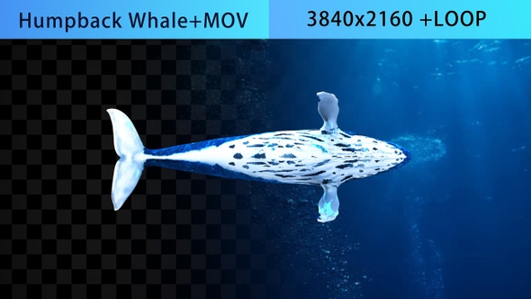 Swim Cycle Whale 