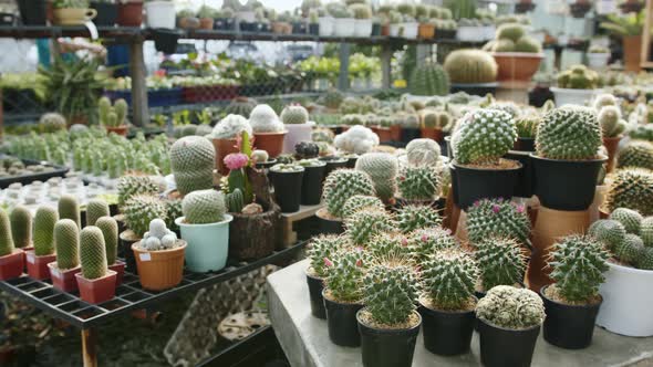 Different types of cacti in a cactus section of a botanical garden. Pan right top view assorted succ