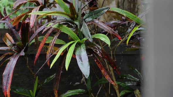 Tropical Rainstorm on the Island of Bali. alt