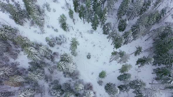 Flight Over the Winter Snow-covered Forest. Winter Forest As Background