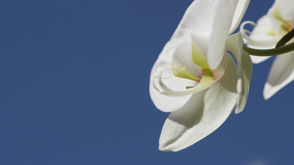Phalaenopsis amabilis   flower petals and blue sky close-up 4K 2160p 30fps UltraHD footage - White M