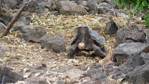 Giant Saddleback Galápagos tortoise Walking Along Ground. Slow Motion