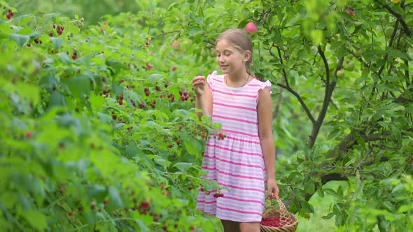 Girl Picks Raspberries