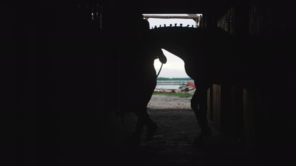Silhouette Of Horse Owner Taking Her Horse For A Ride  View From The Stable