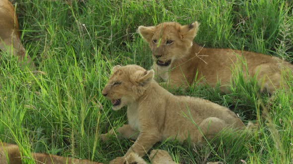 Lion cubs lying in the grass