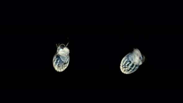 Black Sea Plankton and Zooplankton Under a Microscope, Water Flea or Also Called Marine Cladoceran