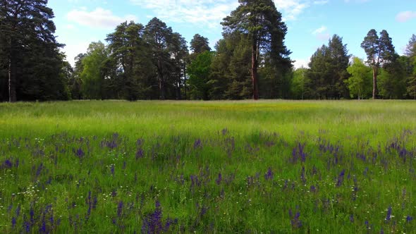 Low flying quadrocopter over a field with green grass, purple blooming flowers.