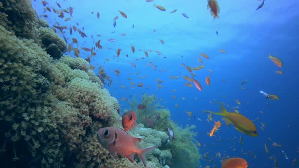 Beautiful Underwater Colorful Life