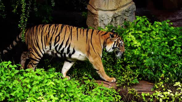 slow-motion of bengal tiger walking in the forest