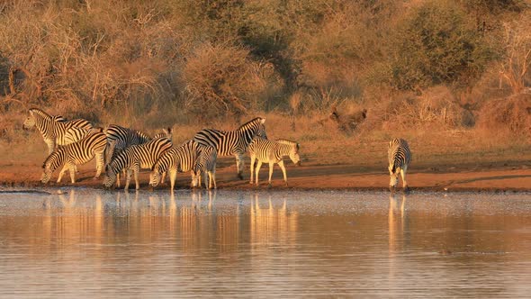 Plains Zebras Drinking Water - Kruger National Park