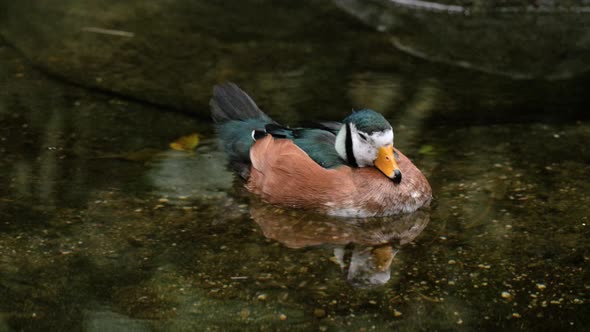 African pygmy goose (Nettapus auritus) floating on water