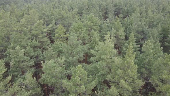 Trees in a Pine Forest During the Day Aerial View