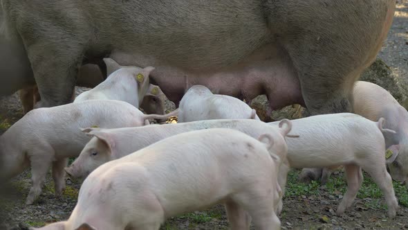 Cute young piglets drinking milk of udder of adult sow,close up shot - prores 4k